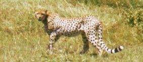 Cheetah